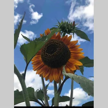 Casetta I Girasoli Dom wakacyjny